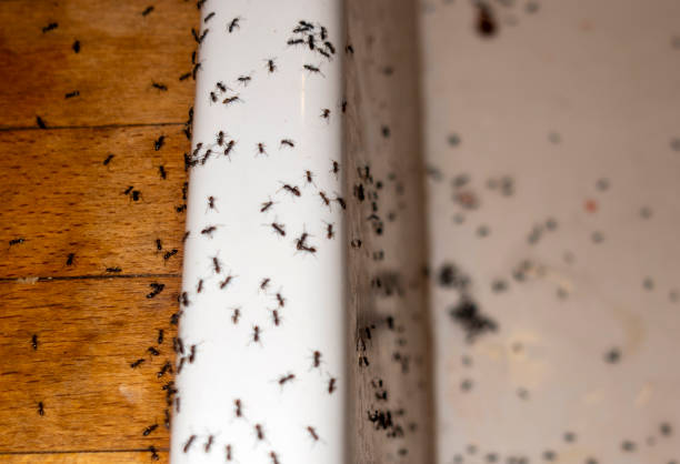 Best Mosquito Control Services  in West Hills, PA